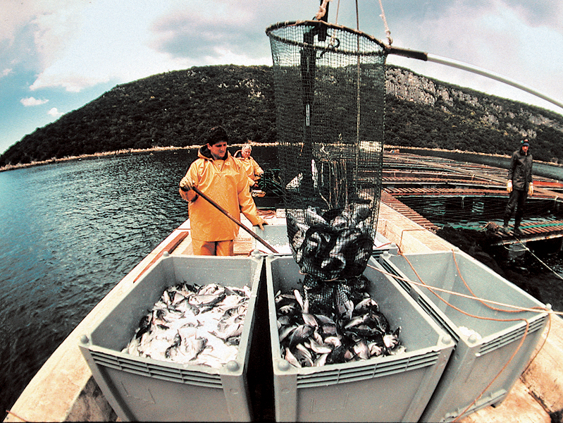 Javni poziv – Potpore za marikulturu 2025.